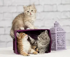 Pillows: Cat - Siberian - 8 week old kittens - playing with