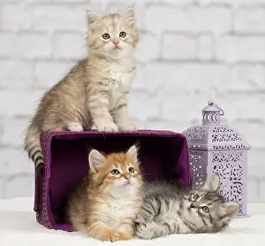 Pillows: Cat - Siberian - 8 week old kittens - playing with