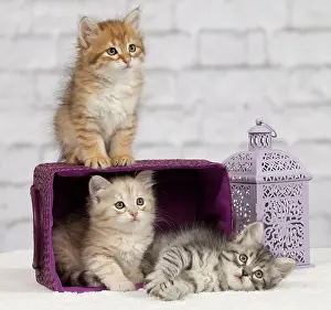 Pillows: Cat - Siberian - 8 week old kittens - playing with