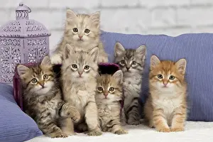 Basket: Cat - Siberian - 8 week old kittens - playing with