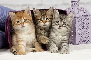 Basket: Cat - Siberian - 8 week old kittens - playing with basket