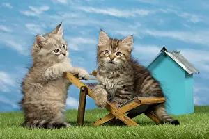 Deck: Cat - Siberian - 8 week old kittens on toy deck chair