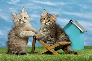 Deck: Cat - Siberian - 8 week old kittens on toy deck chair