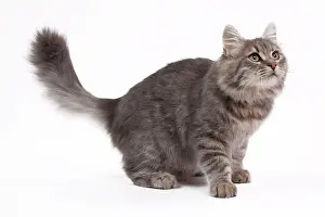 Mackerel: Cat - Siberian Blue Mackerel Tabby - 8 months old