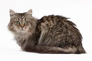 Mackerel: Cat - Siberian brown mackerel tabby 5 years