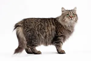 Mackerel: Cat - Siberian brown mackerel tabby 5 years