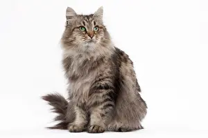 Mackerel: Cat - Siberian brown mackerel tabby 5 years
