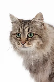 Mackerel: Cat - Siberian brown mackerel tabby 5 years
