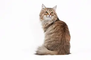 Tortie: Cat - Siberian brown tortie and white - 7 months old