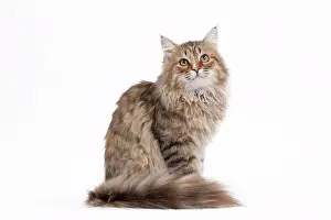 Tortie: Cat - Siberian brown tortie and white - 7 months old