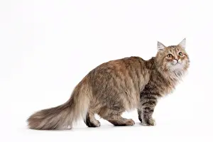 Tortie: Cat - Siberian brown tortie and white - 7 months old