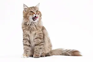 Tortie: Cat - Siberian brown tortie and white - 7 months old