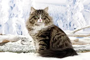 Icey: Cat - Siberian Cat In snow