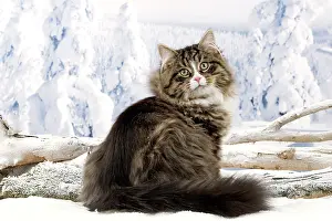 Icey: Cat - Siberian Cat in snow