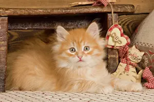 Benches: Cat - Siberian Kitten