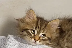 Frames: Cat - Siberian Kitten