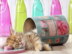 Innocent: Cat - Siberian kitten