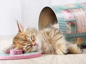 Innocent: Cat - Siberian kitten