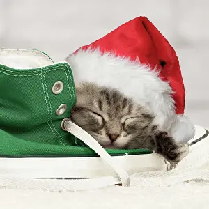Napping: Cat Siberian kitten
