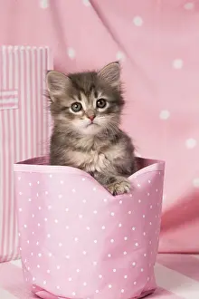 Buckets: Cat Siberian kitten