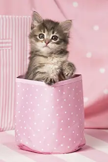 Buckets: Cat Siberian kitten