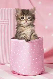 Buckets: Cat Siberian kitten