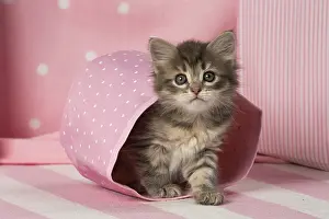 Buckets: Cat Siberian kitten