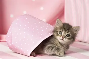 Buckets: Cat Siberian kitten