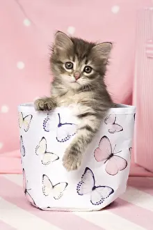 Buckets: Cat Siberian kitten
