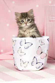 Buckets: Cat Siberian kitten