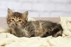 Gestures: Cat
