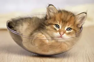 Bowls: Cat