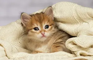 Snuggling: Cat