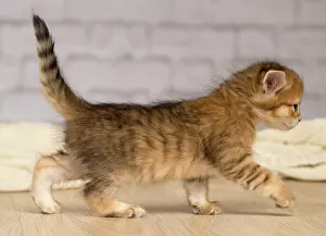 Cute Kittens By Jean-Michel Labat: Cat