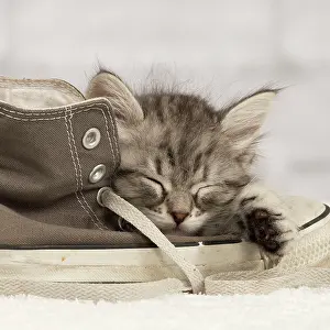 Peace: Cat - Siberian kitten -