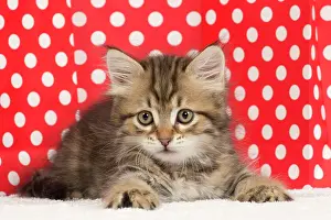 Siberian: Cat - Siberian kitten