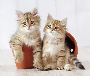 Flowerpots: Cat - Siberian kitten 6 weeks old