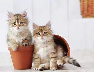 Flowerpots: Cat - Siberian kitten 6 weeks old