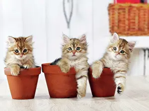 Flowerpots: Cat - Siberian kitten 6 weeks old