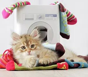 Washday: Cat - Siberian kitten 6 weeks old