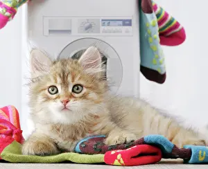 Washday: Cat - Siberian kitten 6 weeks old