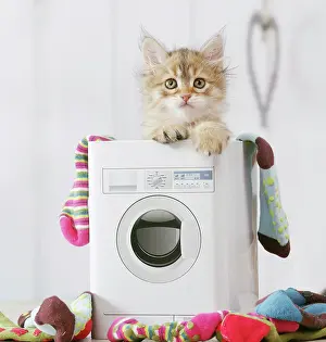 Washday: Cat - Siberian kitten 6 weeks old