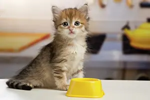 Bowls: Cat