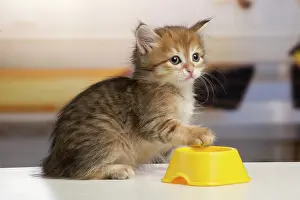 Bowls: Cat