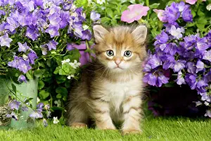 Campanula: Cat