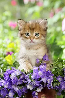 Campanula: Cat