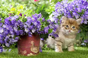 Campanula: Cat