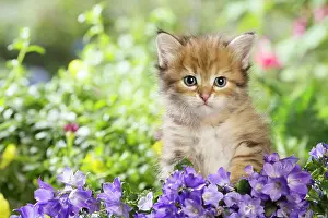 Campanula: Cat