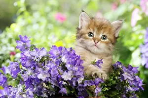Campanula: Cat