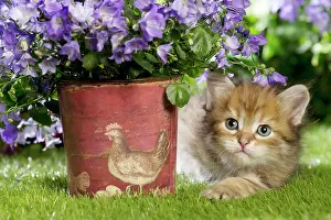 Campanula: Cat